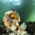 Vervolgcursus onderwaterfotografie met Ron Offermans