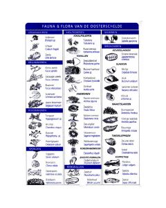 Watervaste Fauna & Flora Tabel Zeeland (Dutch)