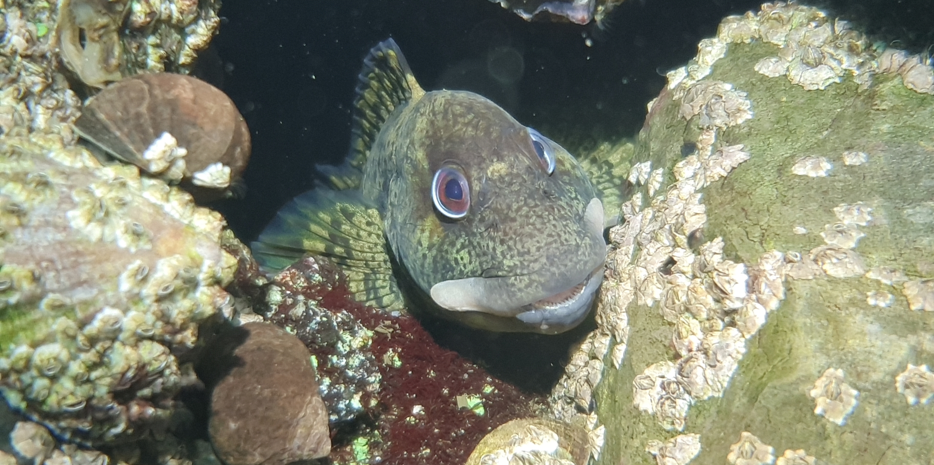 Shot using smartphone in housing