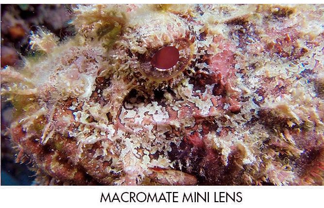  Scorpion fish recording with Macromate Mini