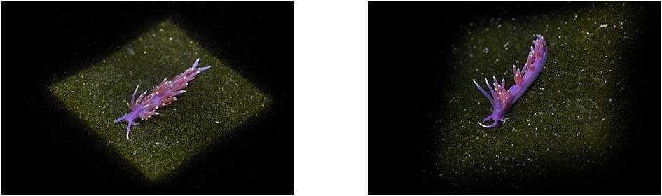 By turning on the pilot light you can see accurately how the image will appear before you press the shutter button. 