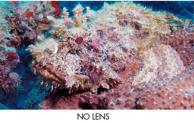 Scorpion fish recording without macro lens